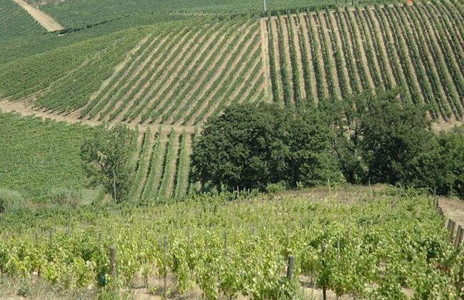 Agriturismo Musignano - Foto 74