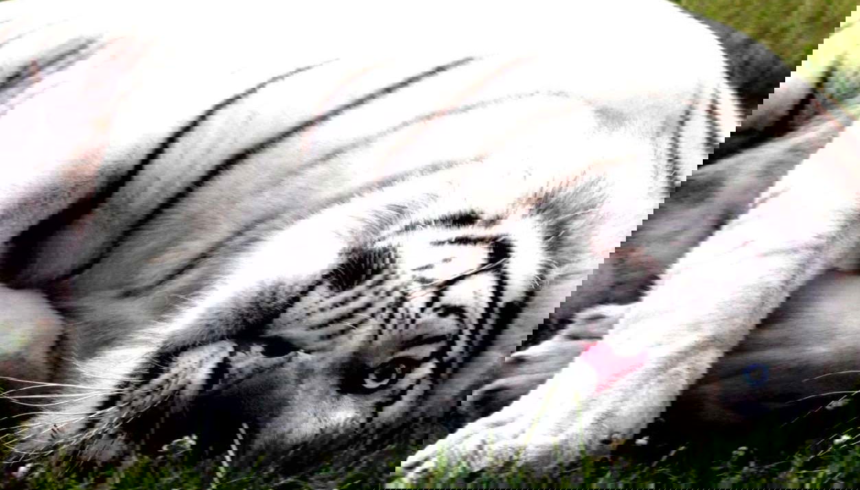 Excursion au Valle del Río Negro + Ecoparc Bubalcó - Photo 1