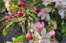 Blütenlodge Bodensee - Foto 46