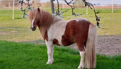 Der kleine Fuchshof mit Hund, Pferd und Huhn - Foto 3