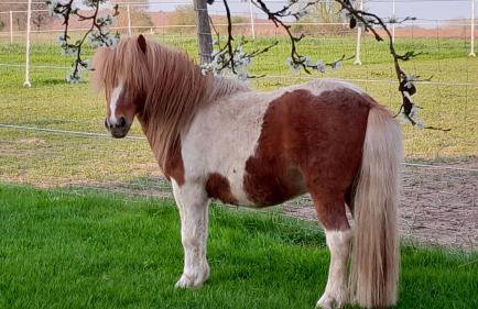 Der kleine Fuchshof mit Hund, Pferd und Huhn - Photo 3