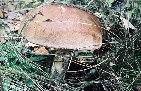 Willa na Kaszubach - Foto 29