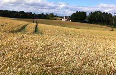 Kastanienhof - Foto 56