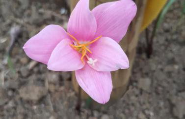 Casa Sítio das Palmeiras - Foto 8