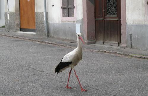 Le Bretzel - Foto 14