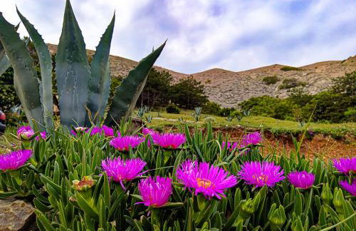 Mila's pet friendly holiday house with private beach place and sunbeds included - Photo 26