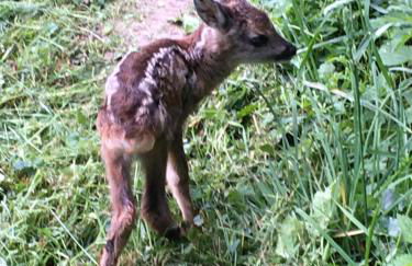 Ländliches HideAway zwischen Hamburg und Lübeck - Foto 29