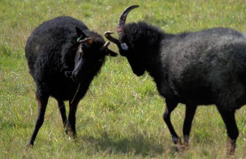 Rosemount Bothy - Highland Cottage - Foto 46