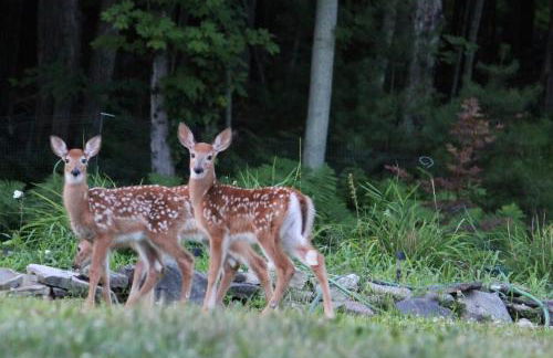 Catskills Aframe, Water View, Goat Sanctuary - Foto 13