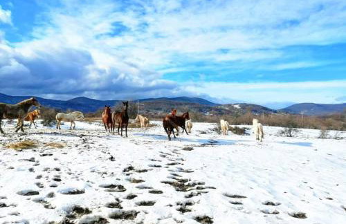 Apartment Lipa - Foto 10