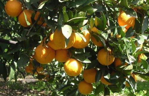 Agriturismo Santa Lucia - Foto 65