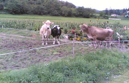 B&B Brunnerhof - Foto 23