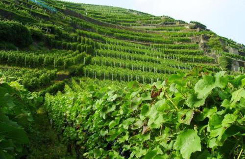 Terrace Apartment by the Zoo - Foto 35