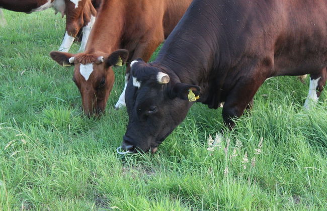 Farmhouse in De Heurne Near the Forest - Foto 47