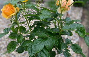 Break Time Holidays Near Regensburg - Foto 30