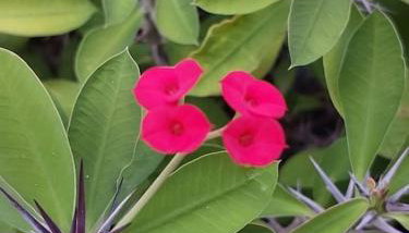 Cantinho das Olandas - Foto 2