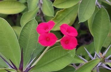 Cantinho das Olandas - Foto 2