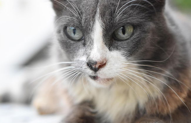 Room in B&B - Cancun Guest House 6 - Foto 21