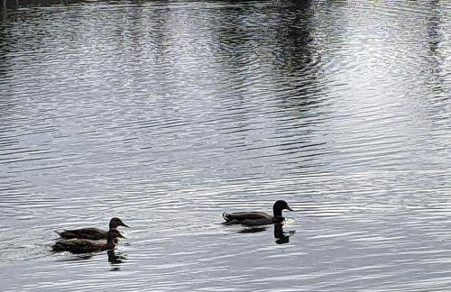 Pondside Perch - Your Waterfront Retreat home - Foto 54