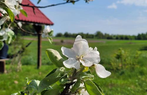 Na końcu dróżki - Foto 8