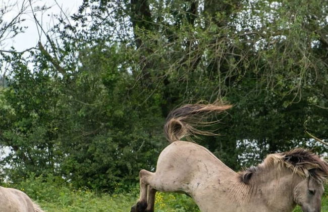 Northern Lights Modern Retreat - Photo 13