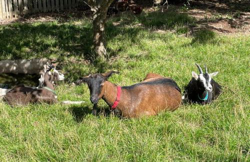 Ferienhof"WaldEsel Rippersroda" - Foto 38