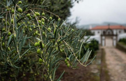 Casa do Olival - Foto 4