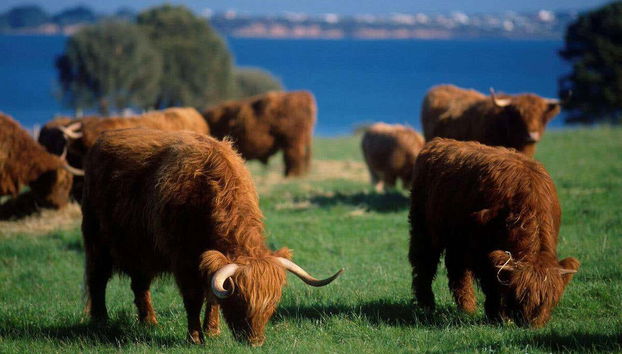 Isla Churchill en el Parque Natural de la Isla Phillip