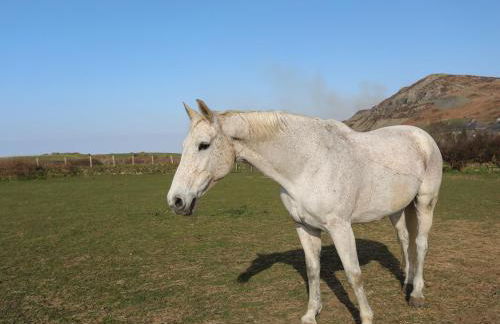 Bwthyn Gwenyn Yr Haf Summer Bee Barns - Photo 41