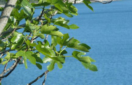 House Meli - Photo 38