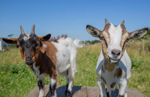 LA FERME DE LONGUES maisons spécialisées pour les familles avec jeunes enfants - Foto 23