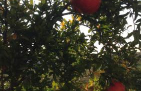 Dreams Valley - Foto 55