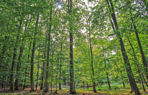 Ferienwohnung Woldegk - Foto 26