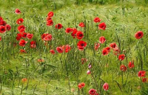 NEU! Ferienwohnung Arkona auf Rügen - Foto 16