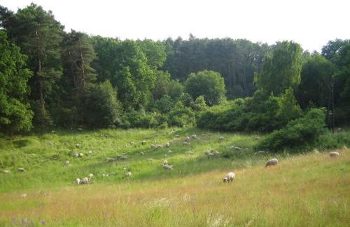 Ferienwohnung Bergschäferei - Foto 3