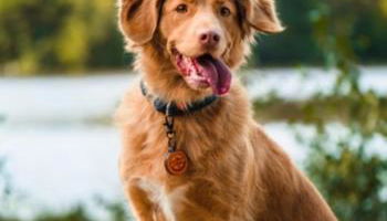 Badger's Sett - Foto 5