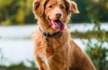 Badger's Sett - Foto 5