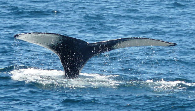Crucero de avistamiento de ballenas del New England Aquarium - Foto 4
