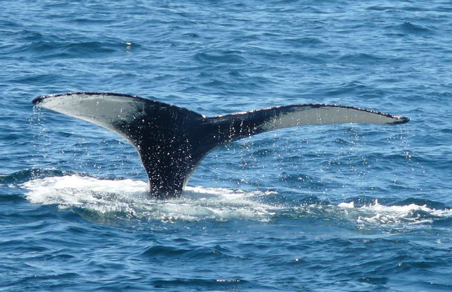 Crucero de avistamiento de ballenas del New England Aquarium - Foto 4