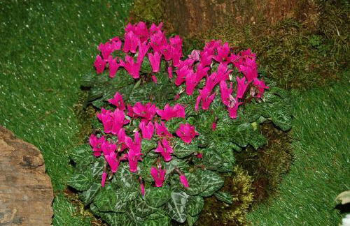 holiday on the island - Foto 51