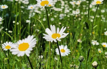 Tegernsee Chalet - Foto 52