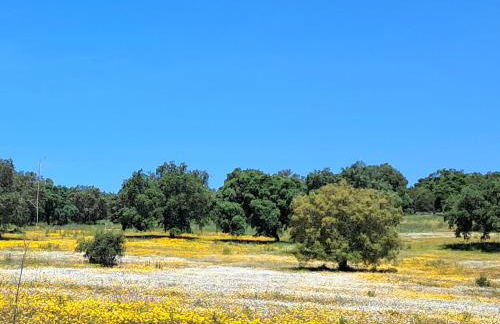 Casa Jasmim - charming houses - Alojamento Local - perto Zambujeira do Mar - Foto 59