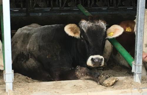 Agriturism Gscnara - Foto 41