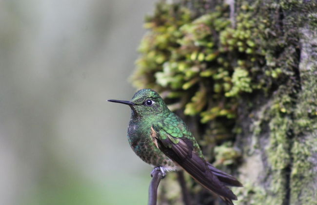 Rancho Ventura - Foto 34