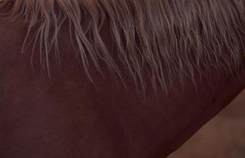 Logement entier de charme, gite équestre GERS Flamarens - Photo 36