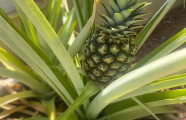 Tropical Oasis by the beach and shops, with pool - Foto 20