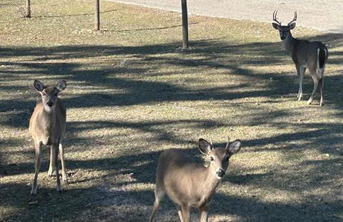 Bandera Bungalow - River, Downtown, Peaceful fenced corner lot! King bed! - Foto 38