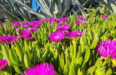 Orkula Hidden Paradise- Robinson Holiday House - Foto 6