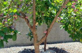 Villa Strelitzia - Foto 32