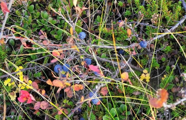 Stormur Cottages - Foto 12